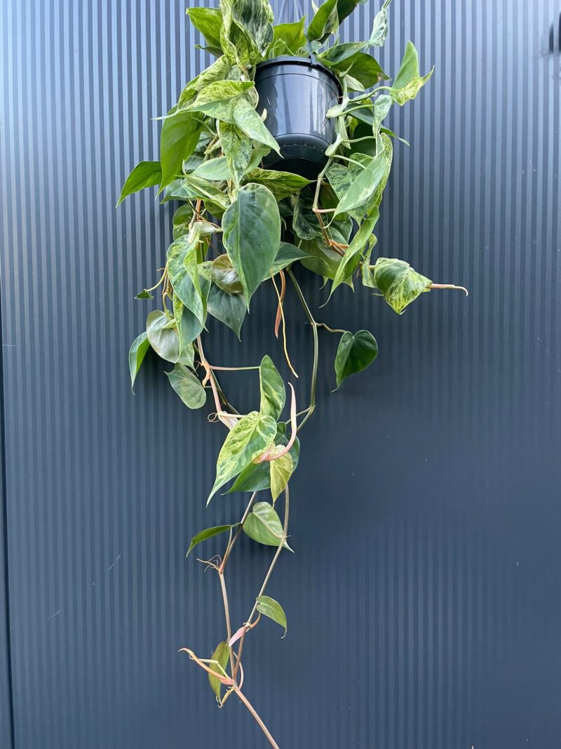 Philodendron Hederaceum Variegata