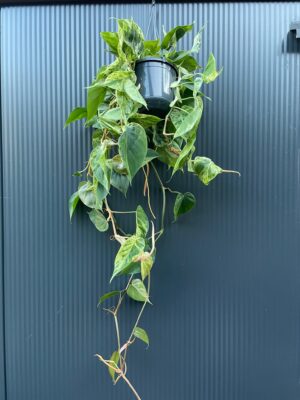 Philodendron Hederaceum Variegata