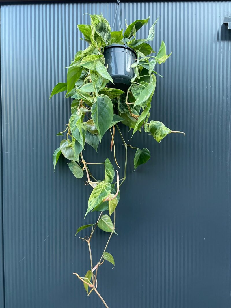 Philodendron Hederaceum Variegata