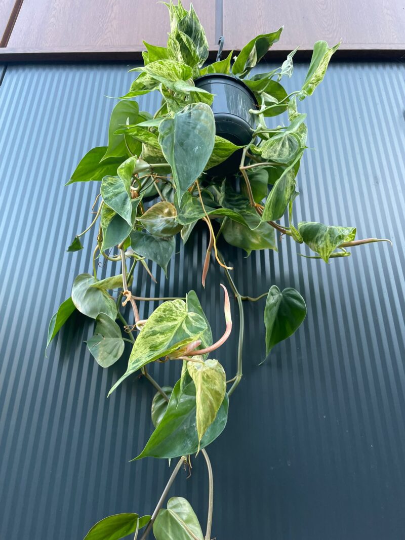 Philodendron Hederaceum Variegata