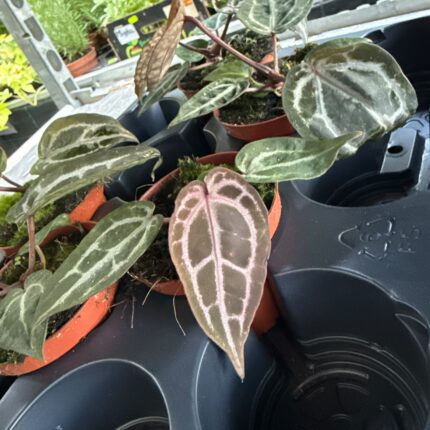 Anthurium Red Crystallinum