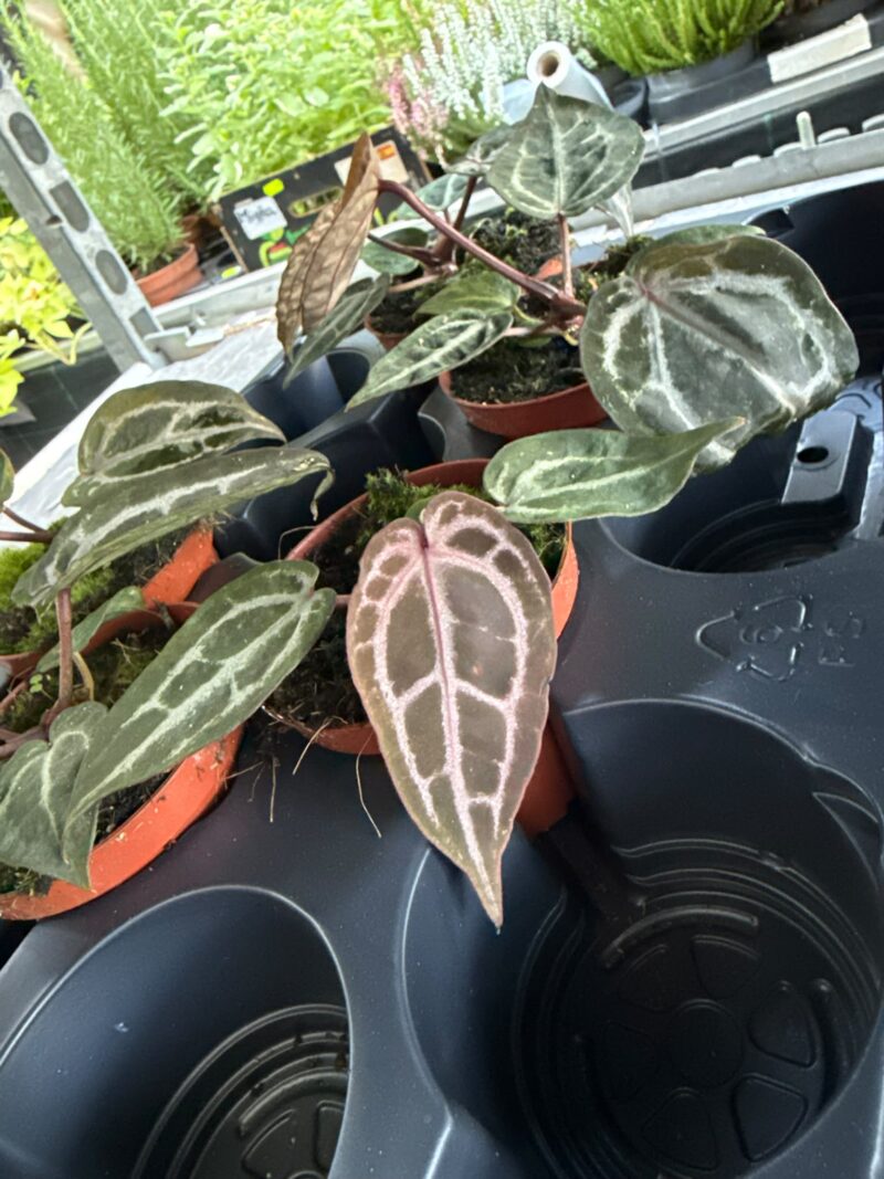 Anthurium Red Crystallinum
