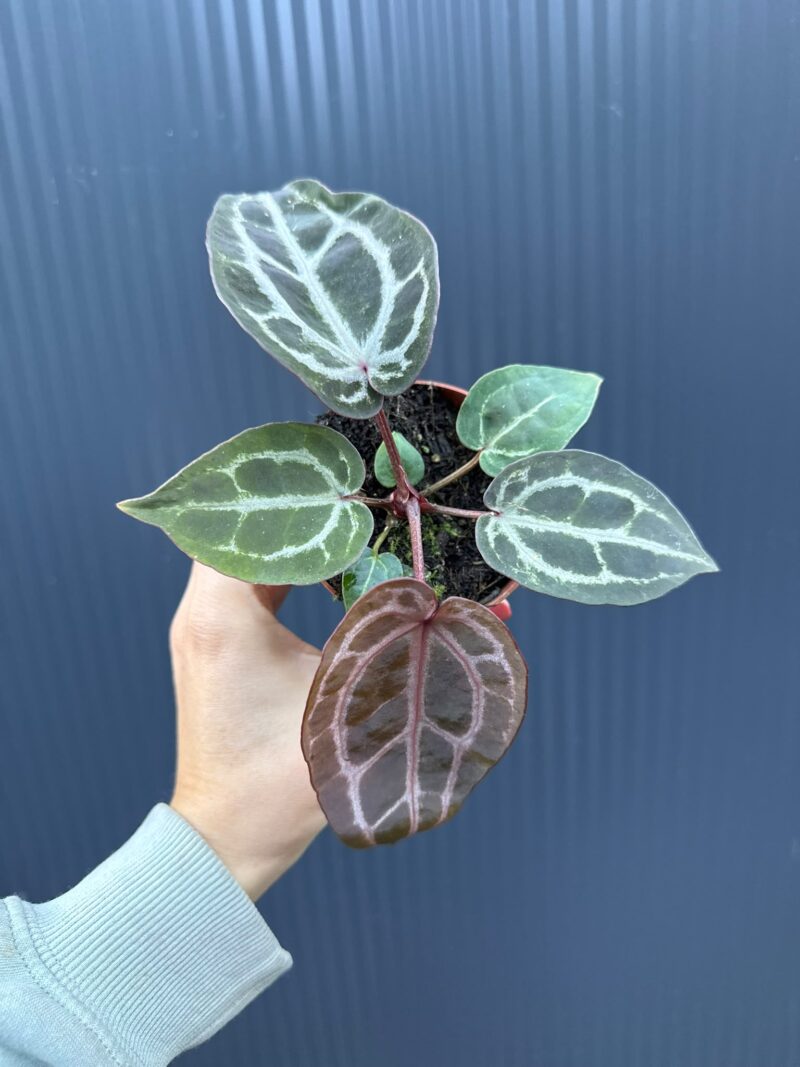 Anthurium Red Crystallinum